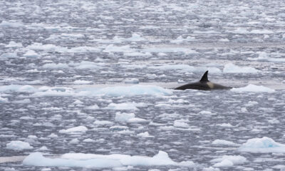 Orcas